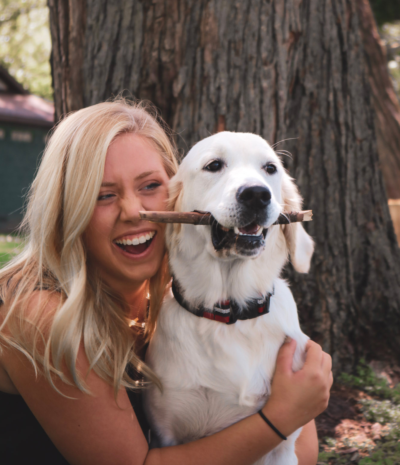 Indiana golden retriever breeder