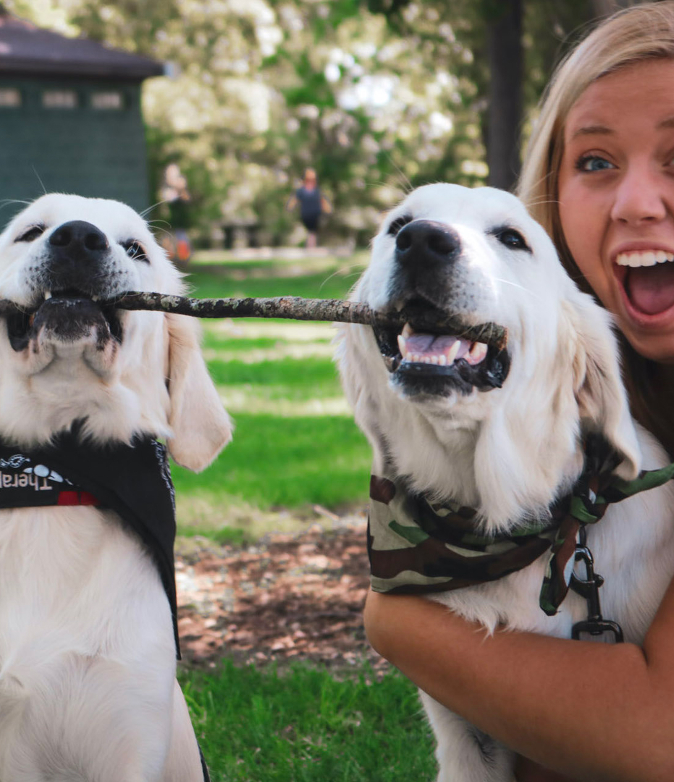 Indiana golden retriever breeder