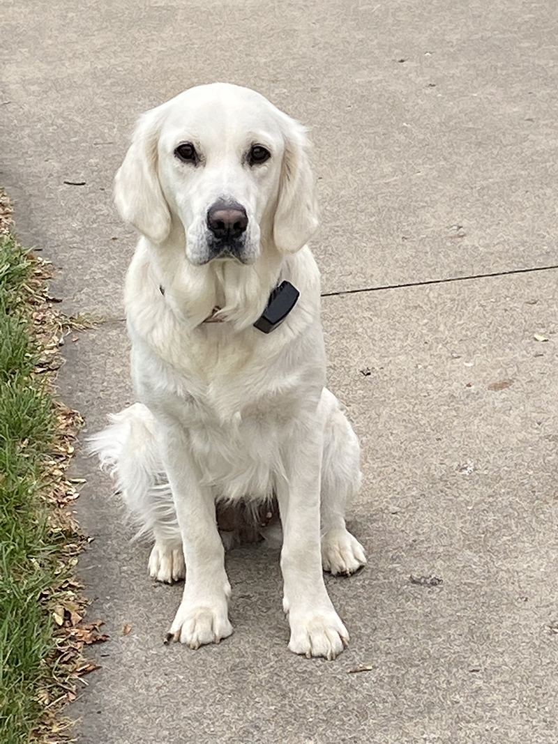 Indiana golden retriever breeder