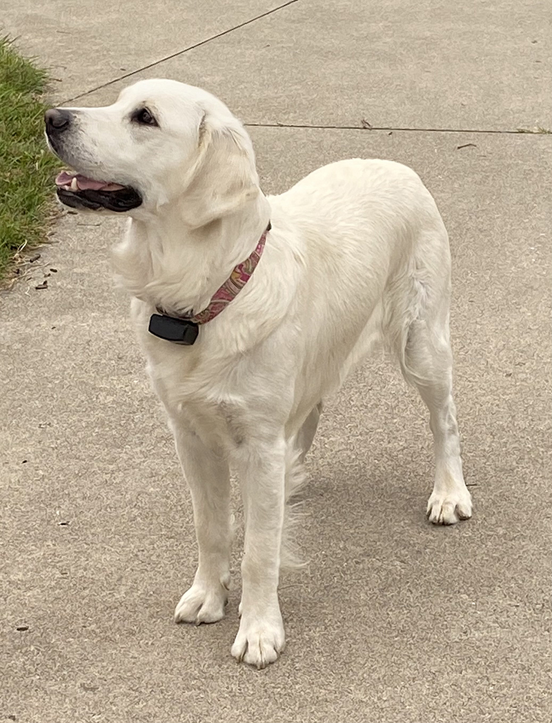 Indiana golden retriever breeder