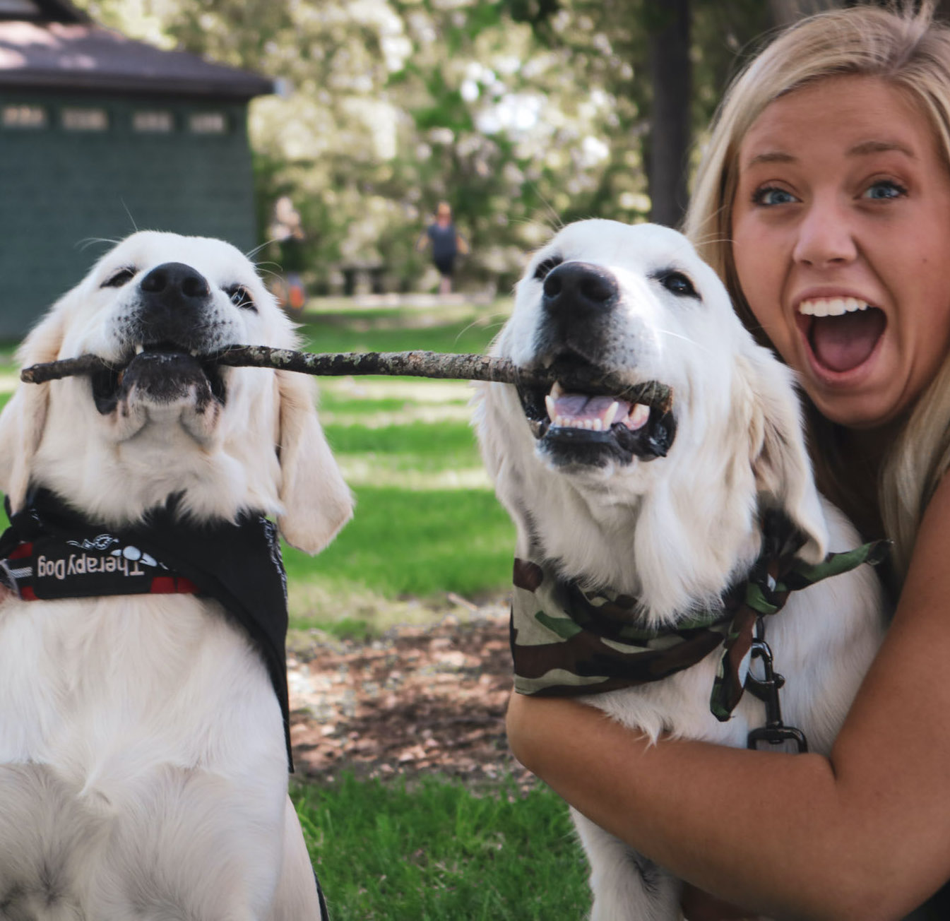 Indiana golden retriever breeder