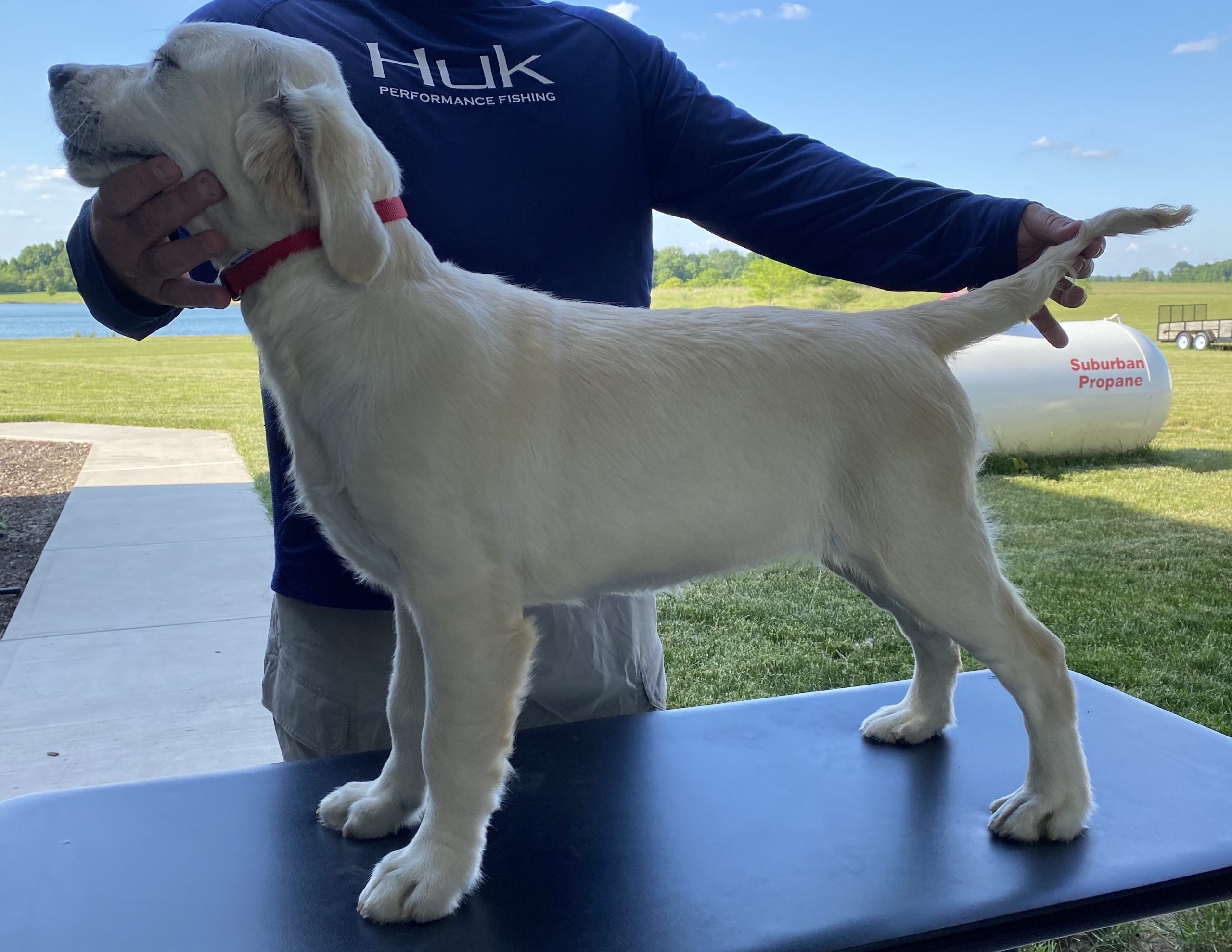 Indiana golden retriever breeder