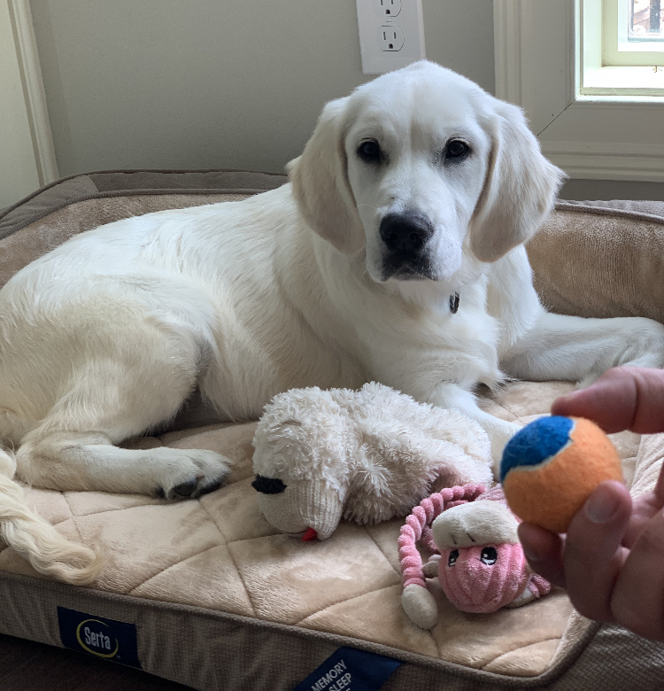 Indiana golden retriever breeder