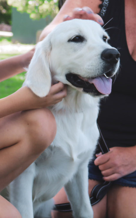 Indiana golden retriever breeder