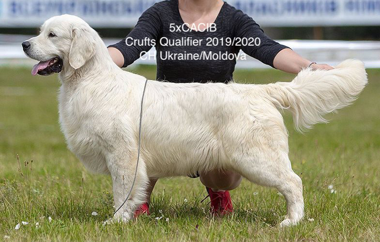 Indiana golden retriever breeder