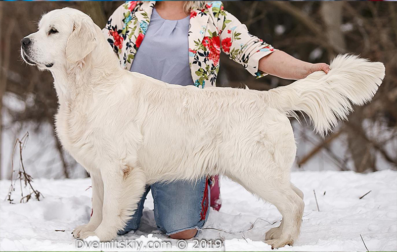 Indiana golden retriever breeder