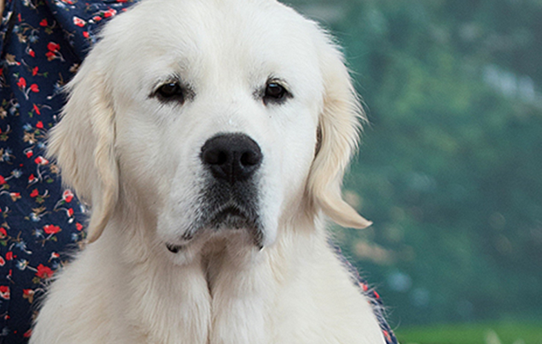 Indiana golden retriever breeder