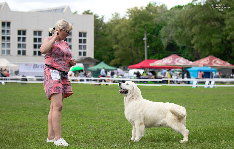 Indiana golden retriever breeder