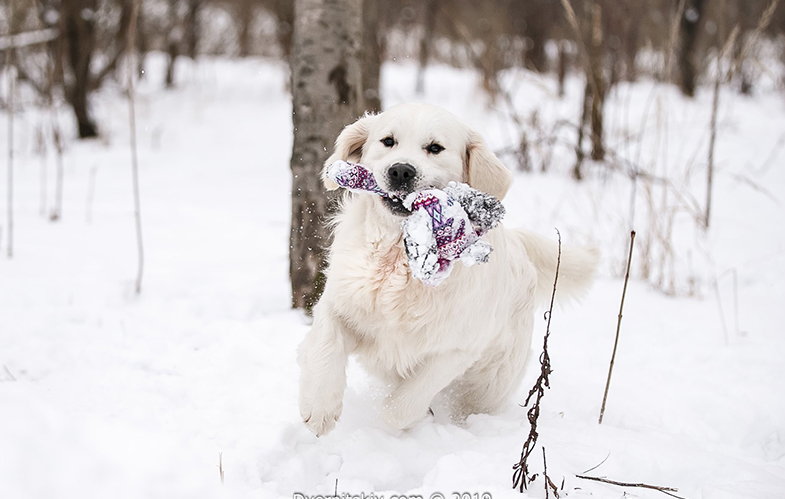 Indiana golden retriever breeder