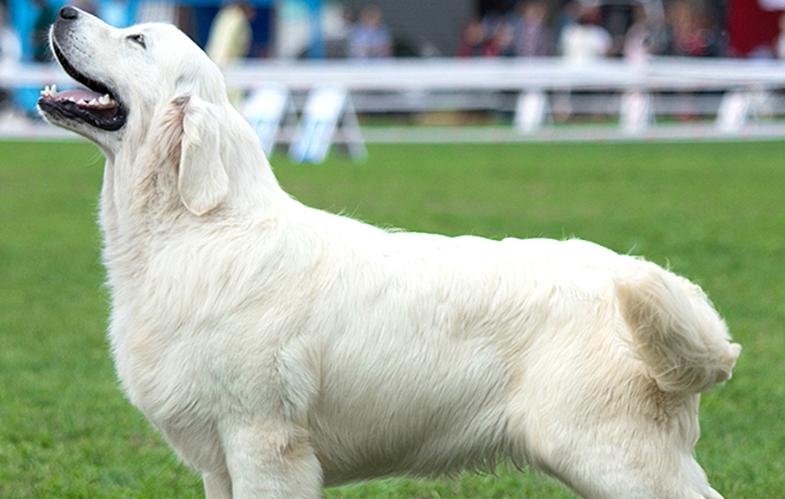 Indiana golden retriever breeder