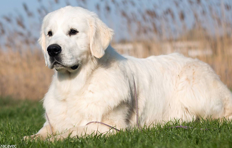 Indiana golden retriever breeder