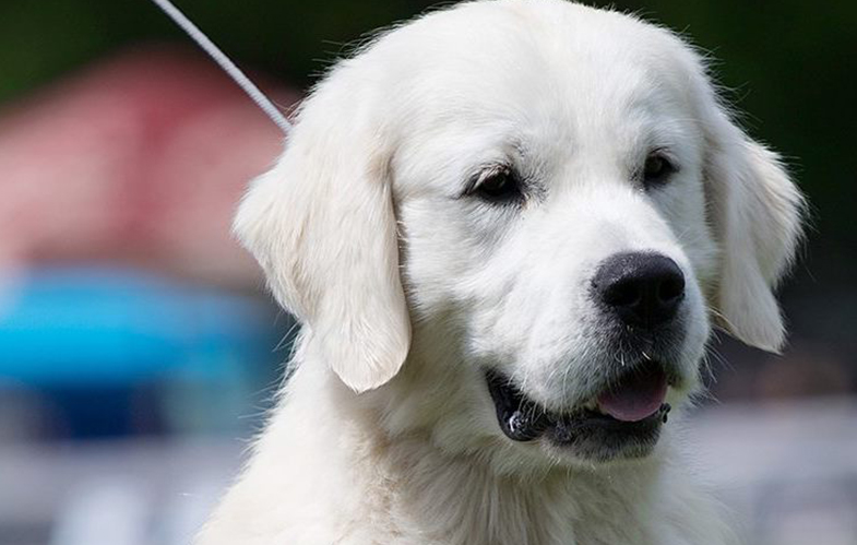 Indiana golden retriever breeder