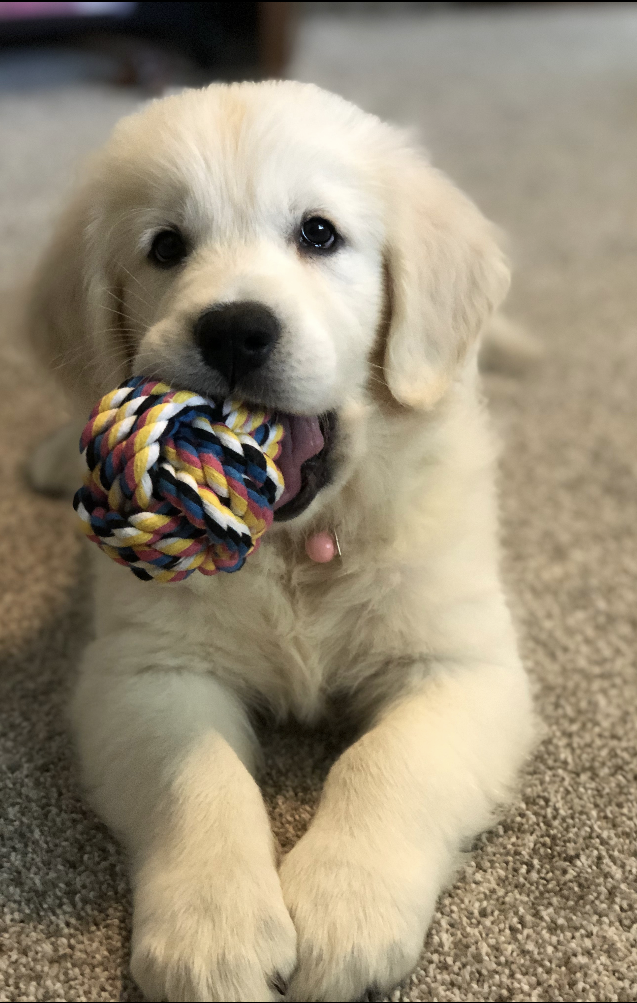 Indiana golden retriever breeder