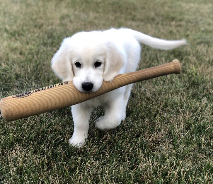 Indiana golden retriever breeder