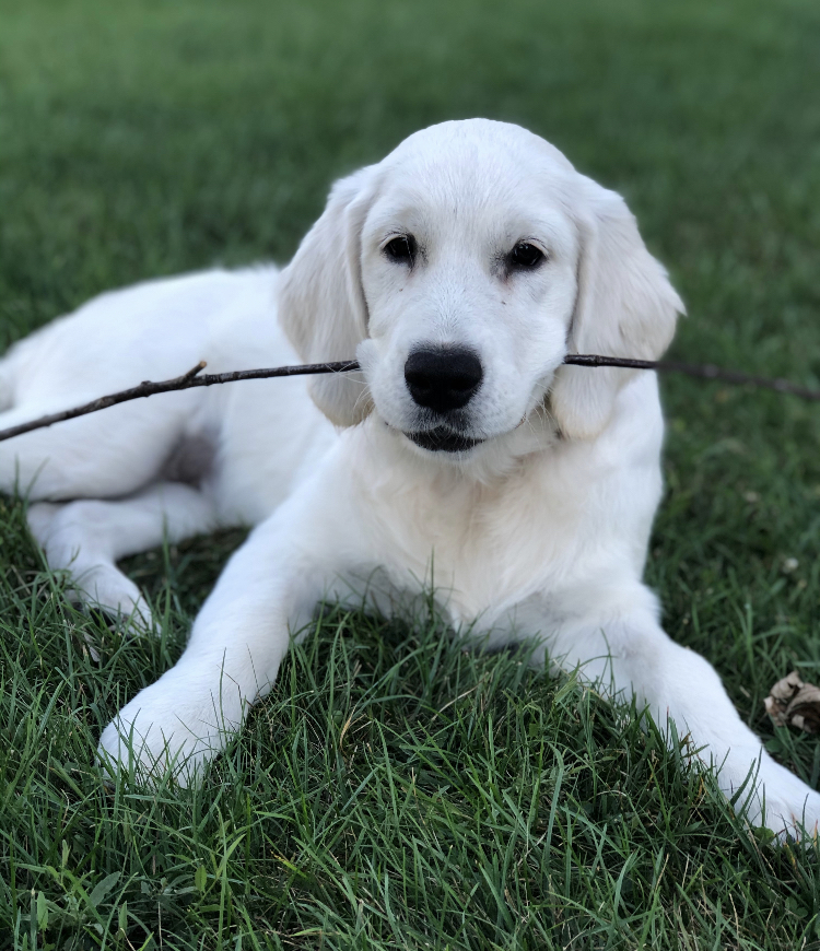 Indiana golden retriever breeder