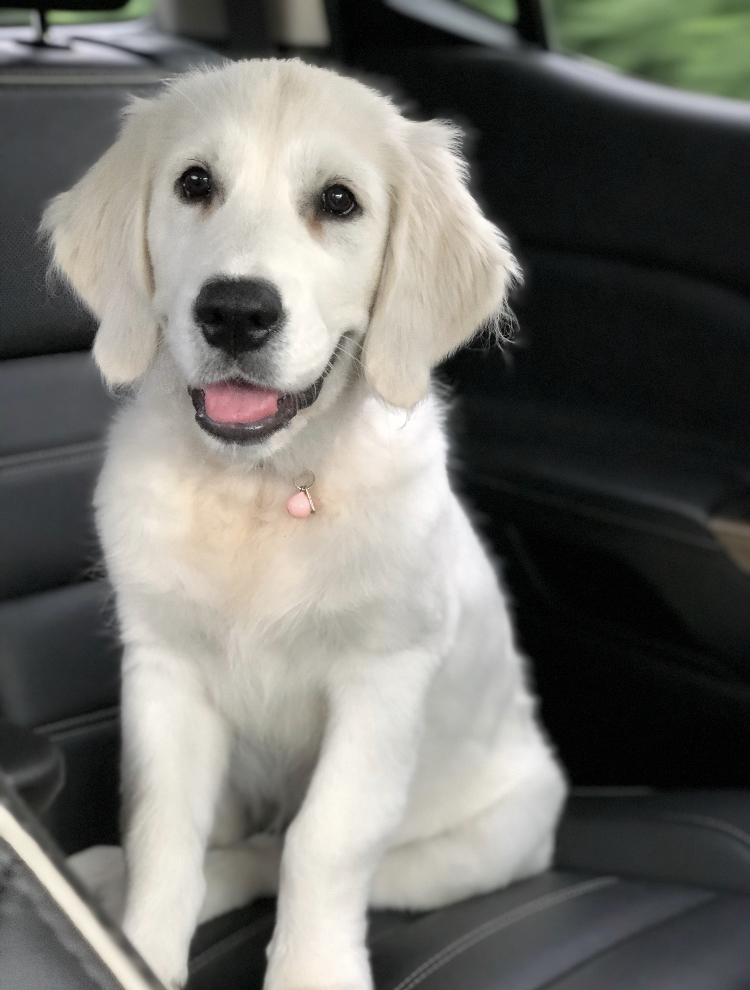 Indiana golden retriever breeder