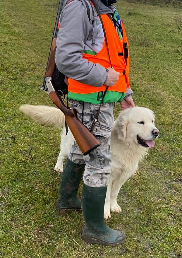 Indiana golden retriever breeder