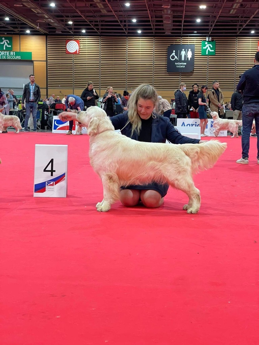 Indiana golden retriever breeder