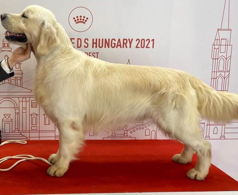 Indiana golden retriever breeder