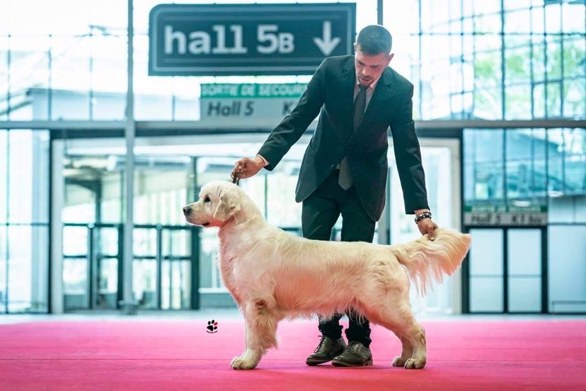 Indiana golden retriever breeder