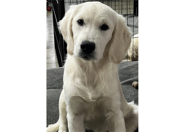 Indiana golden retriever breeder