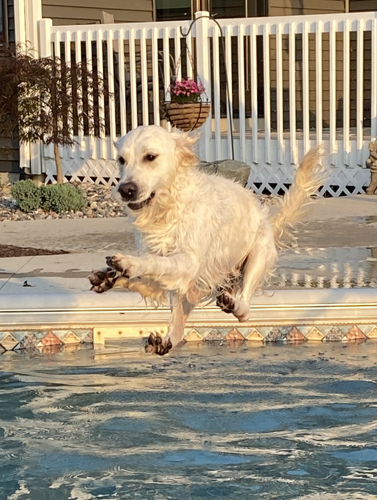 Indiana golden retriever breeder