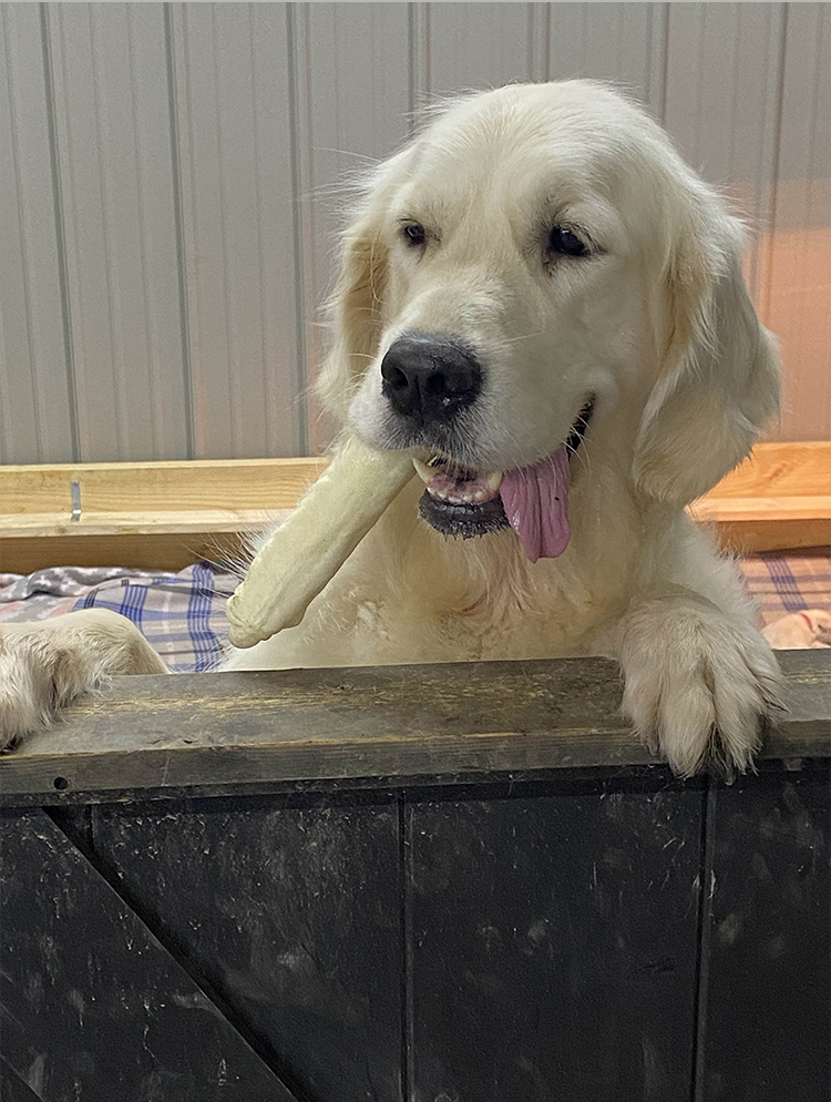 Indiana golden retriever breeder