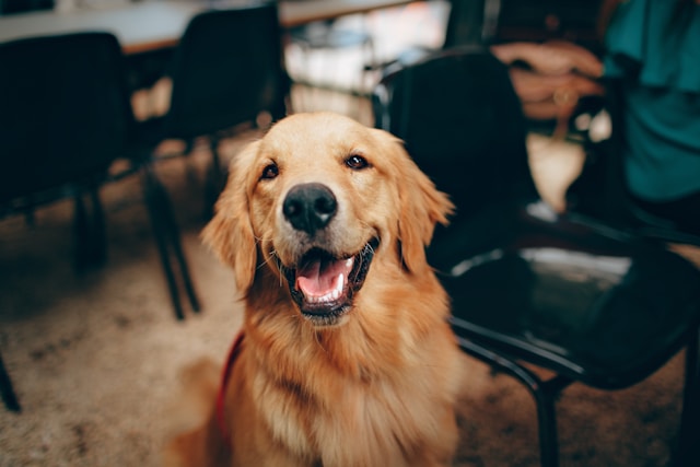 Golden Retrievers Puppies