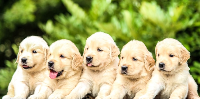 Champion breed golden retriever Puppies