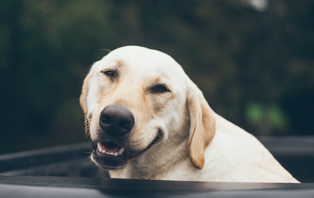 European Champion English Golden Retrievers