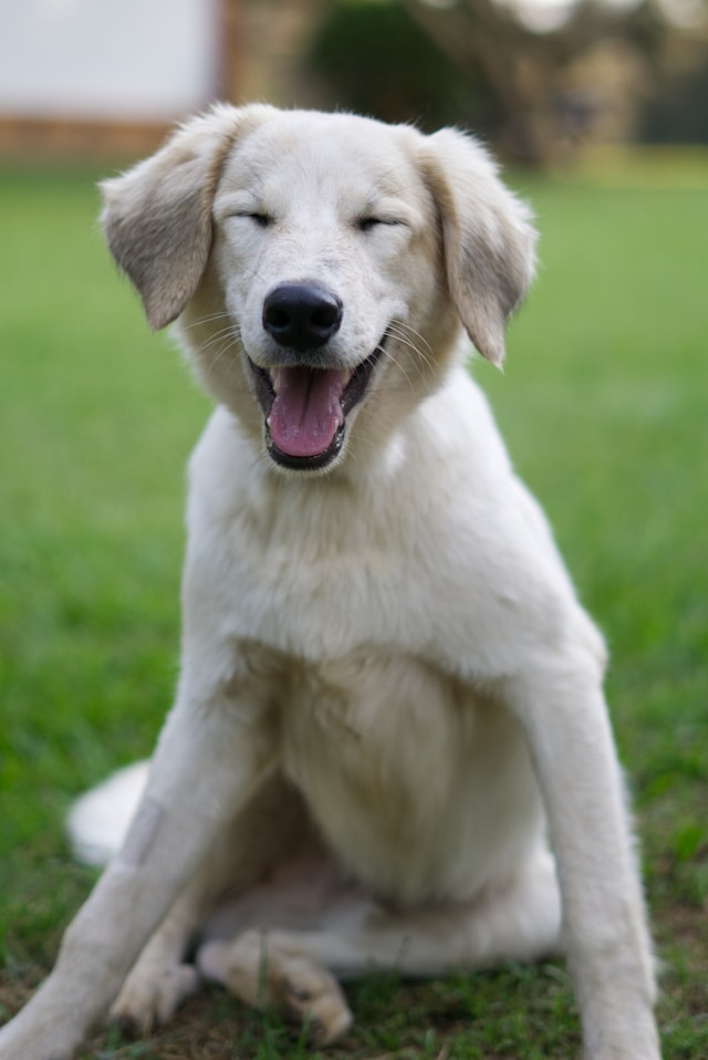 Indiana golden retriever breeder