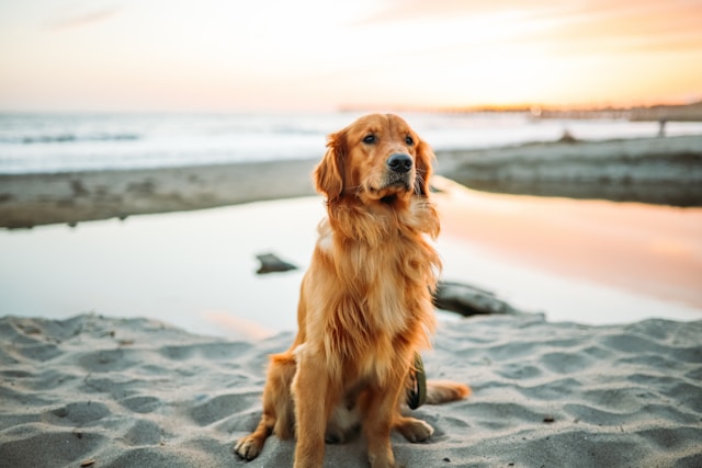 Champion Breed Golden Retrievers