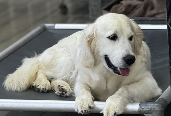 Golden retriever puppies