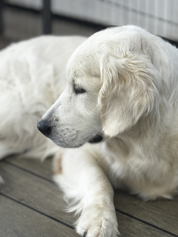 Golden retriever puppies