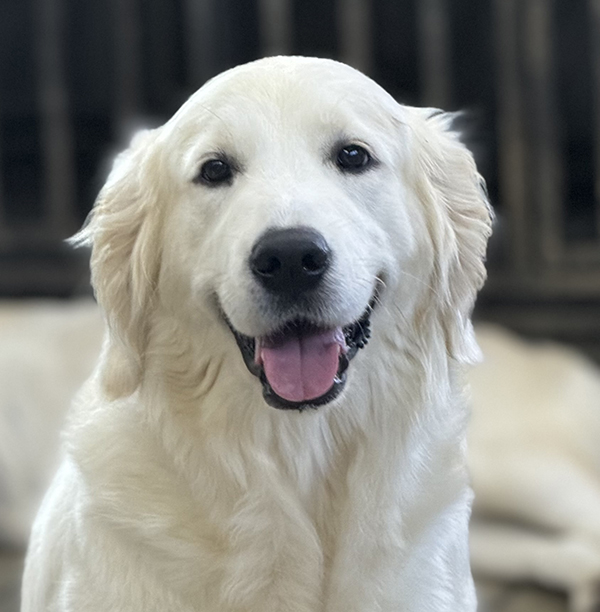 Golden retriever puppies