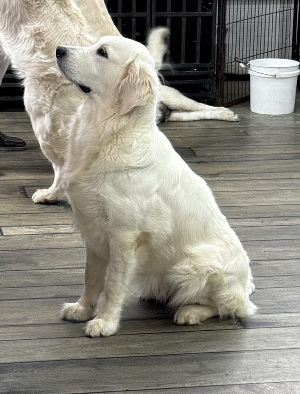 Golden retriever puppies