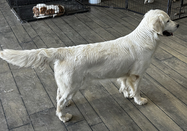 Golden retriever puppies