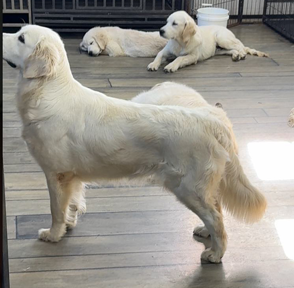 Golden retriever puppies