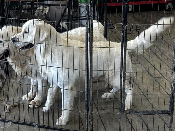 Golden retriever puppies