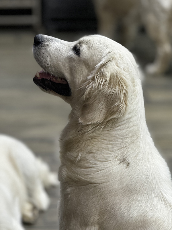 Golden retriever puppies