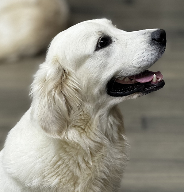 Golden retriever puppies