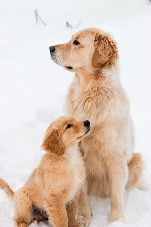 Indiana golden retriever breeder