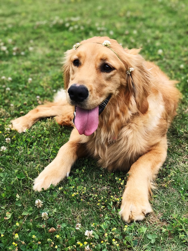 Indiana golden retriever breeder