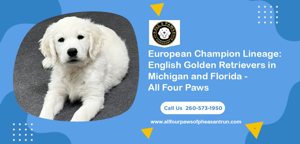 English Golden Retrievers in Michigan and Florida