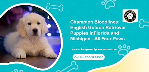 Champion Bloodlines English Golden Retriever