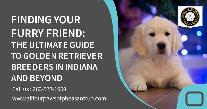 Finding Your Furry Friend