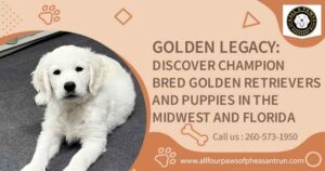 Discover Champion Bred Golden Retrievers and Puppies in the Midwest and Florida