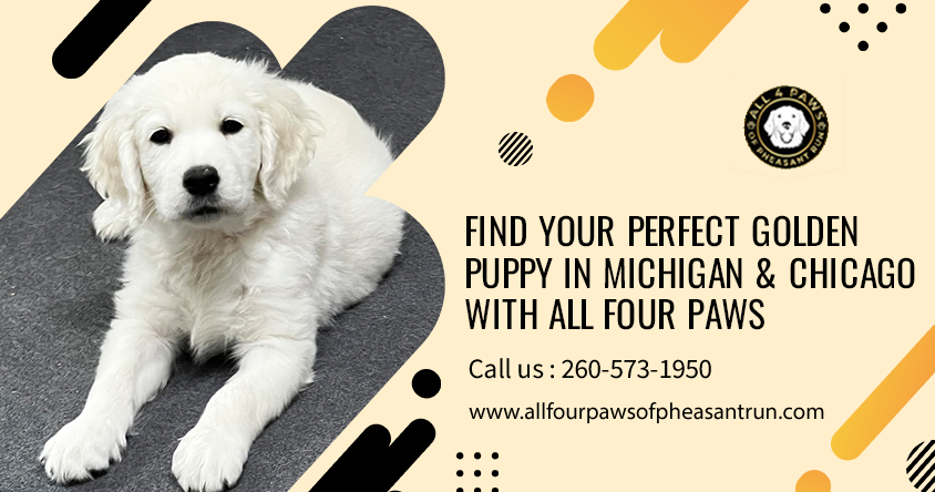 Find Your Perfect Golden Retriever Puppy in Michigan and Chicago with All Four Paws