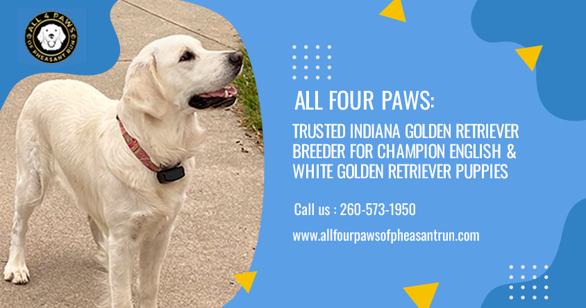 All Four Paws: Trusted Indiana Golden Retriever Breeder for Champion English & White Golden Retriever Puppies