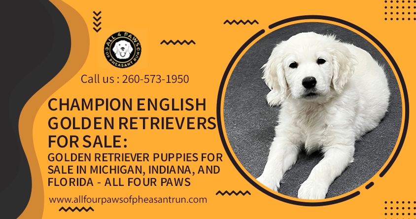 Indiana Golden Retriever breeder